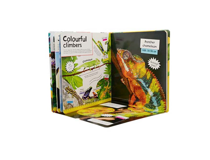 Animal Board Book Printing